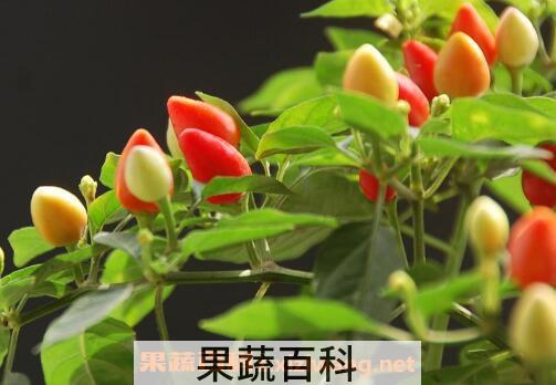 五彩椒什么时候播种 彩椒的种植方法