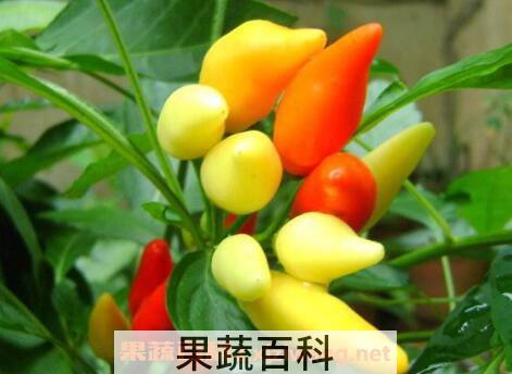五彩椒什么时候播种 彩椒的种植方法