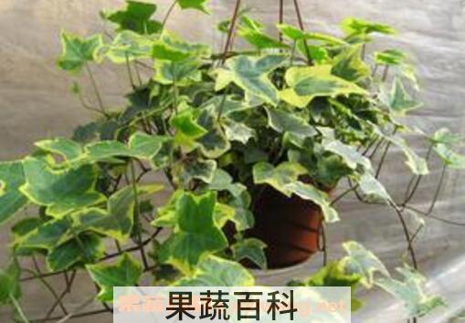 金边常春藤的养殖方法