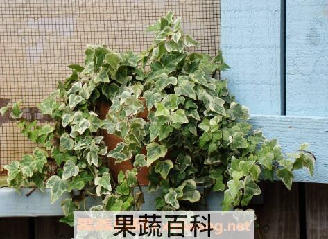 金边常春藤的养殖方法