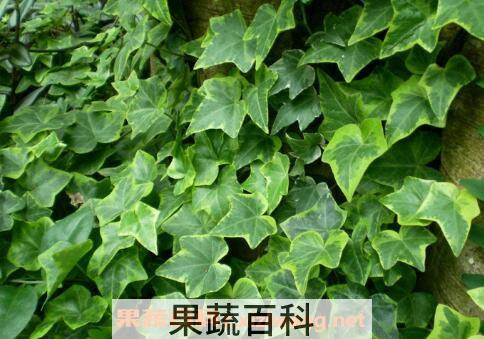 常春藤的养殖方法 常春藤怎么养