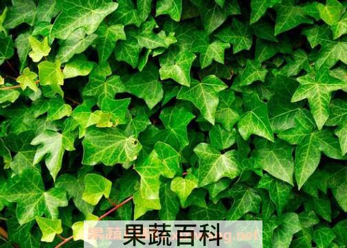 常春藤的养殖方法 常春藤怎么养
