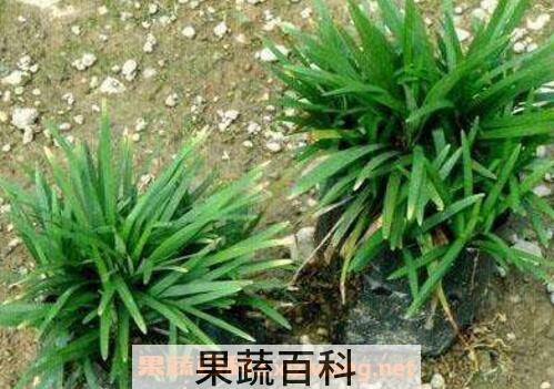  玉龙草和麦冬草的区别