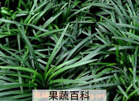 玉龙草的功效与作用