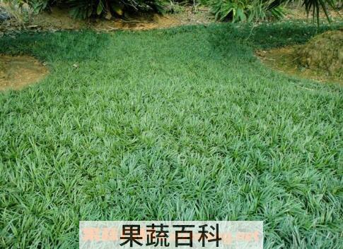 玉龙草的功效与作用