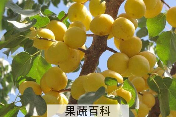 大白杏的功效与作用