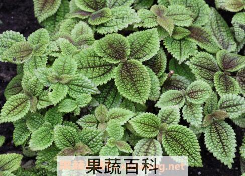 皱叶冷水花会开花吗 皱叶冷水花的养殖方法和注意事项