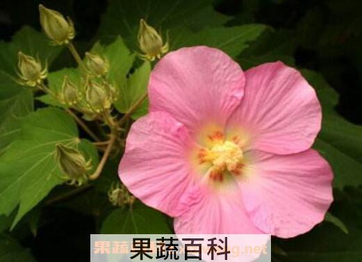 木芙蓉图片 木芙蓉的功效与作用