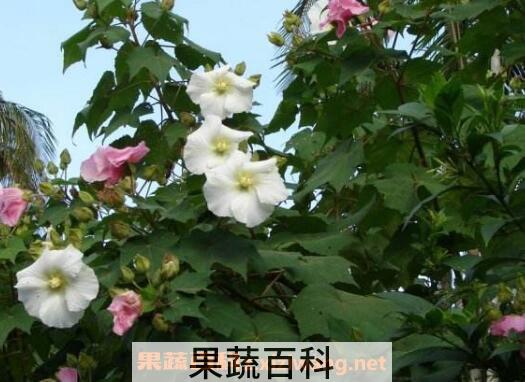 木芙蓉图片 木芙蓉的功效与作用