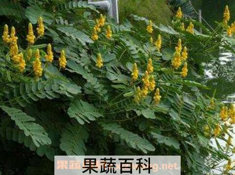 翅荚决明的功效与作用 翅荚决明的副作用