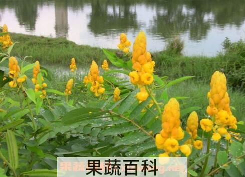 翅荚决明的功效与作用 翅荚决明的副作用