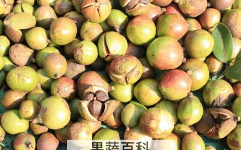油茶果芯的作用和功效