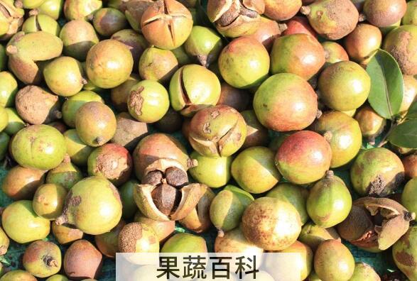 油茶果芯的作用和功效