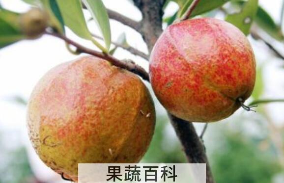 油茶果芯的作用和功效