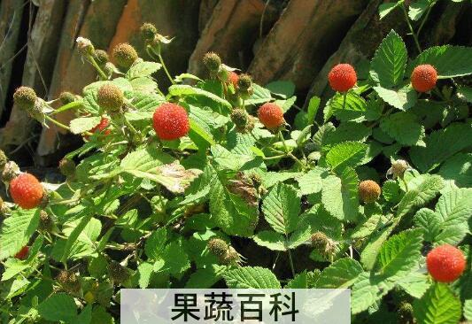 野生覆盆子的功效与作用