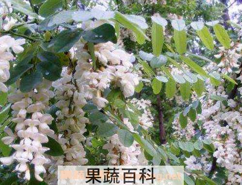 槐树花的功效与作用