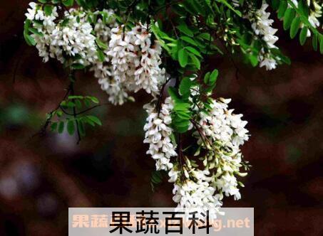 槐树花的功效与作用