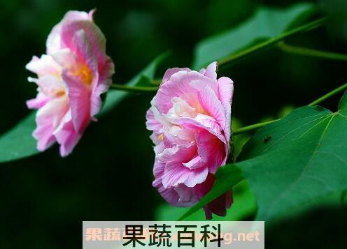 木芙蓉花的养殖方法 养殖木芙蓉花的注意事项