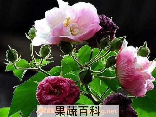 木芙蓉花的养殖方法 养殖木芙蓉花的注意事项