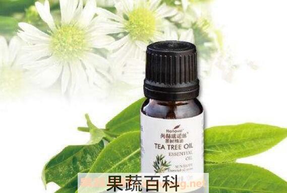 茶树精油怎么用 茶树精油的功效与作用
