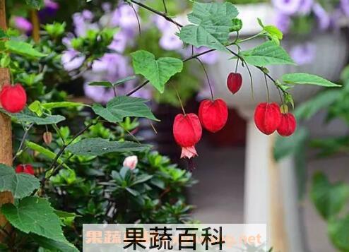 蔓性风铃花有没有毒 蔓性风铃花怎么搭架