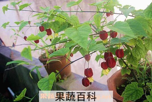 蔓性风铃花有没有毒 蔓性风铃花怎么搭架