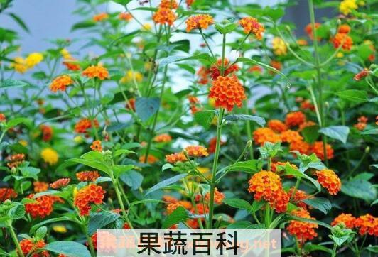 狗屎花的功效与作用 狗屎花的副作用