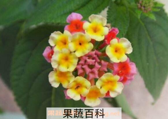 狗屎花的功效与作用 狗屎花的副作用