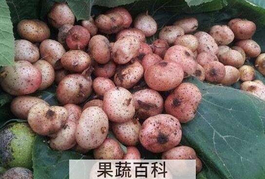  野地瓜的功效与作用有哪些