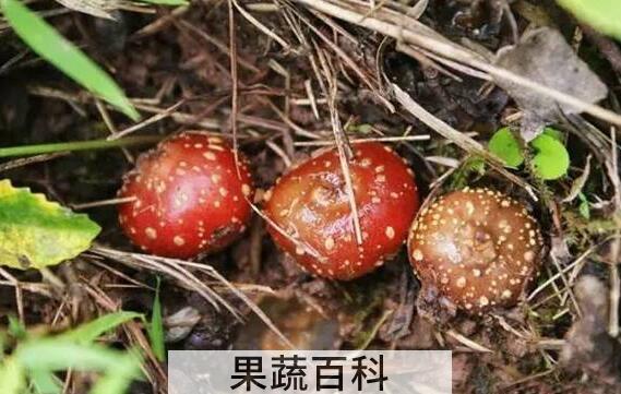  野地瓜的功效与作用有哪些