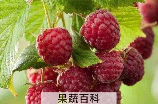 悬钩子与覆盆子的差别 吃悬钩子的好处