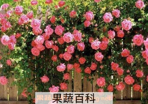 蔷薇花图片和养殖技巧 蔷薇花什么时候种植