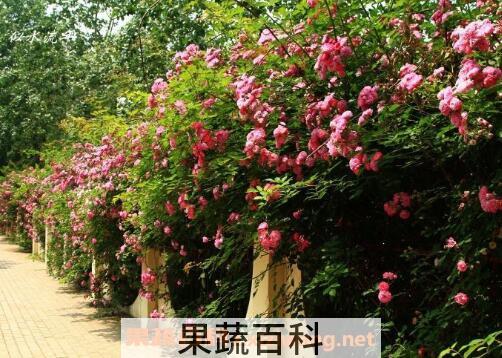 蔷薇花图片和养殖技巧 蔷薇花什么时候种植