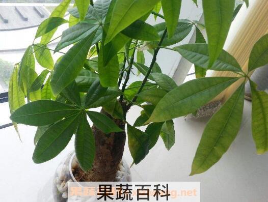 发财树怎么养才茂盛 发财树怎么养才长得好