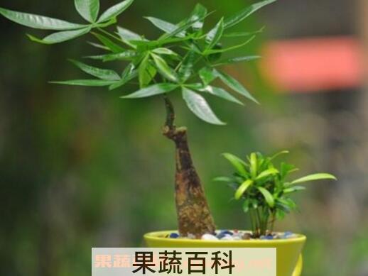 发财树怎么养才茂盛 发财树怎么养才长得好