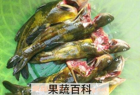 黄蜂鱼的功效与作用
