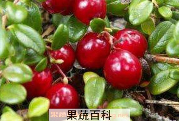 熊果苷的功效与作用