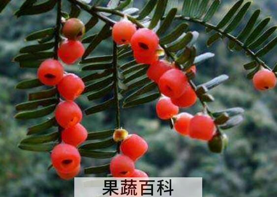红豆果的功效与作用 红豆果怎么养