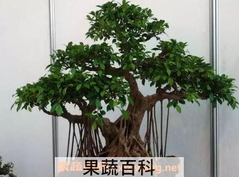 榕树盆景怎么养 榕树盆景的养殖方法和注意事项