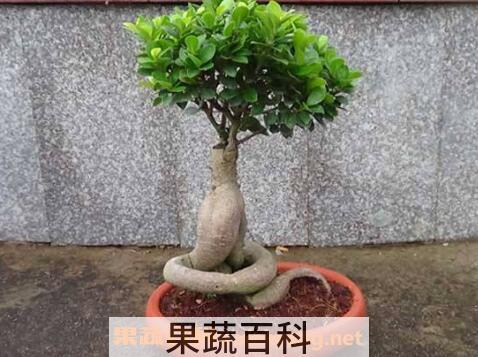 榕树盆景怎么养 榕树盆景的养殖方法和注意事项