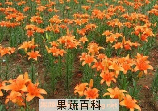 百合花怎么种植 百合花的种植技巧和注意事项