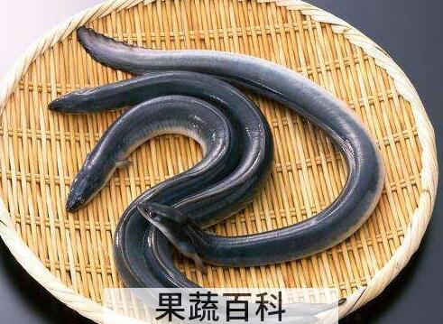 鳗鱼与鳝鱼的区别