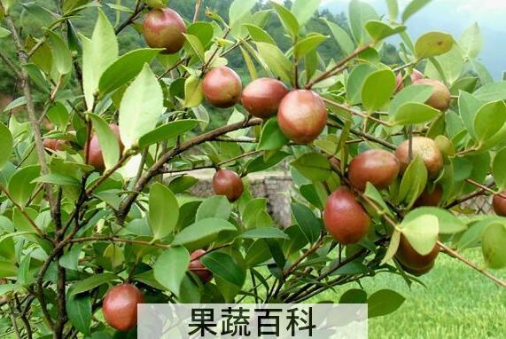 红花茶籽和白花茶籽的区别 茶籽的功效与作用