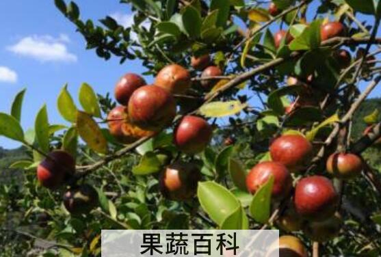 红花茶籽和白花茶籽的区别 茶籽的功效与作用