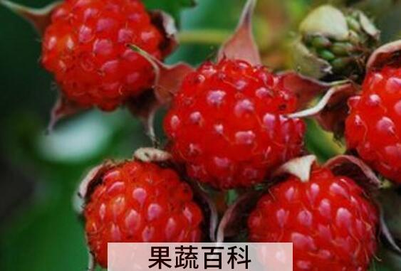 覆盆子和树莓的区别 吃覆盆子的好处