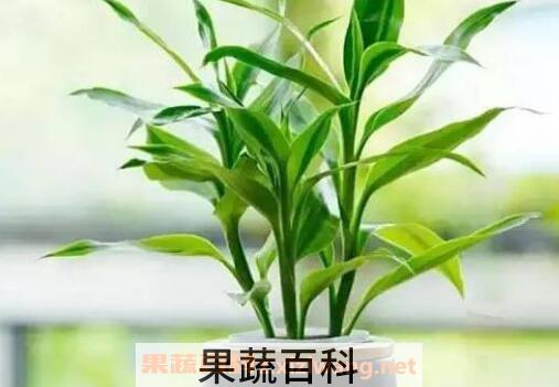 富贵竹怎么养土养殖 富贵竹土养方法