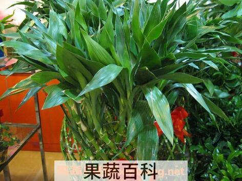 富贵竹怎么养土养殖 富贵竹土养方法