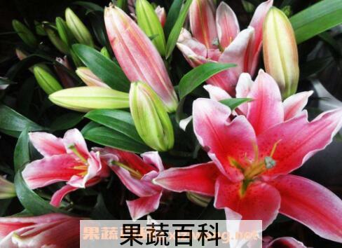 鲜花百合花怎么养水里 水养百合花的方法技巧