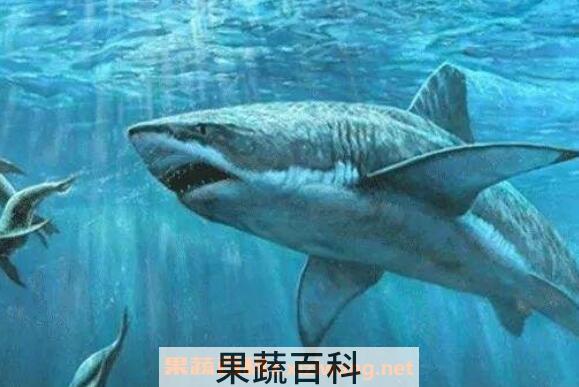 角鲨烷的功效与作用
