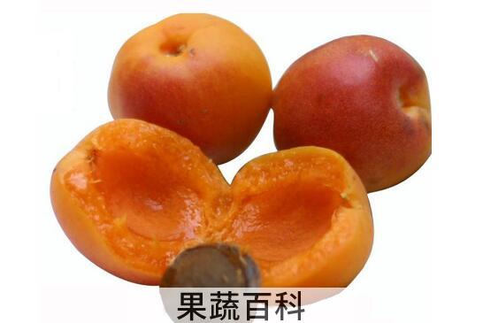 吊杏干的作用及禁忌